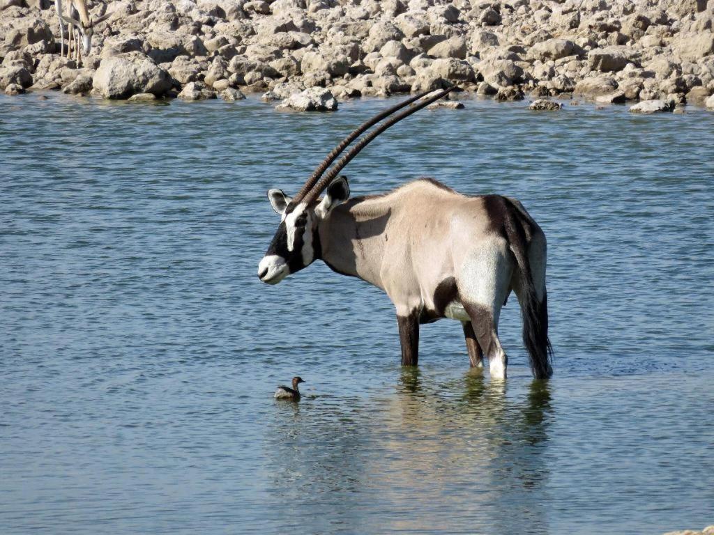 فندق Etosha Safari Camp, Etosha National Park, Namibia أوكاوكويجو المظهر الخارجي الصورة