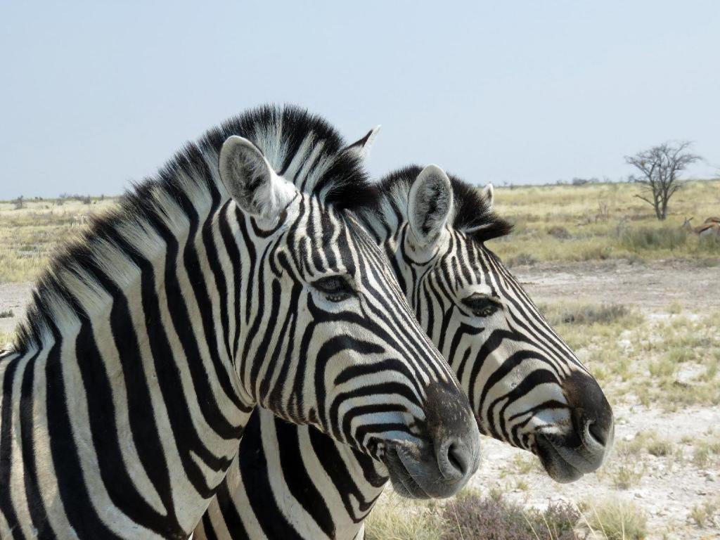 فندق Etosha Safari Camp, Etosha National Park, Namibia أوكاوكويجو المظهر الخارجي الصورة