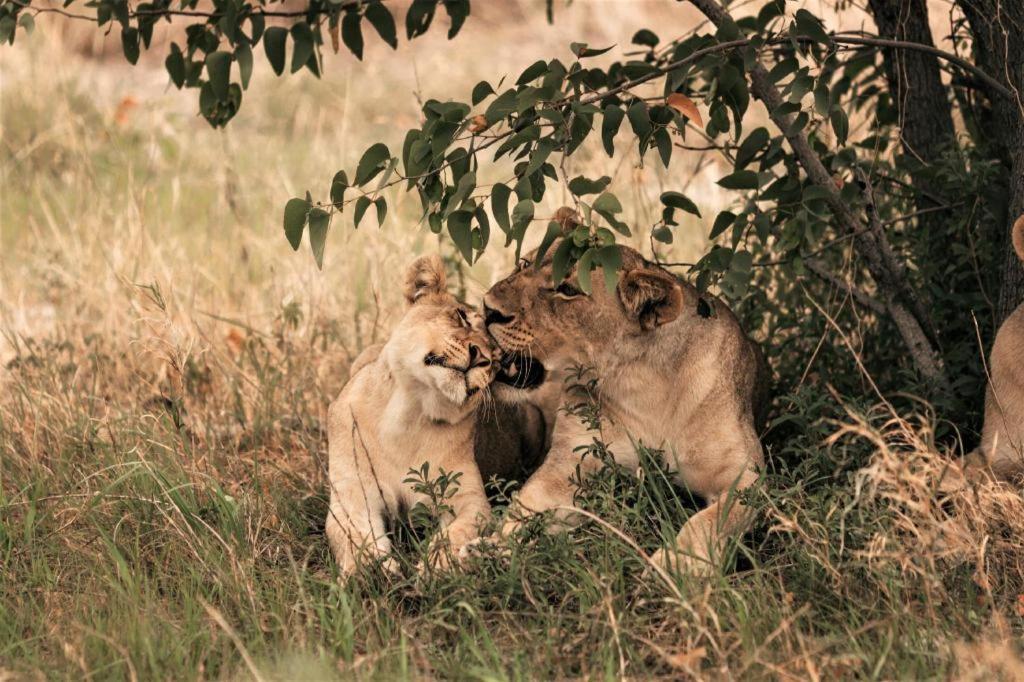فندق Etosha Safari Camp, Etosha National Park, Namibia أوكاوكويجو المظهر الخارجي الصورة