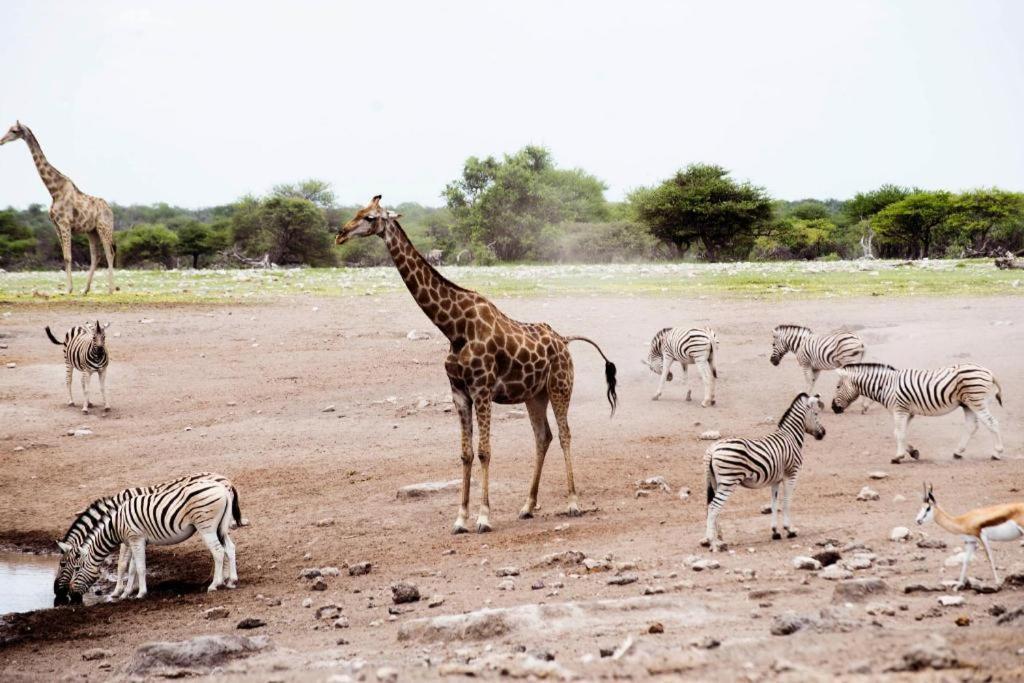 فندق Etosha Safari Camp, Etosha National Park, Namibia أوكاوكويجو المظهر الخارجي الصورة