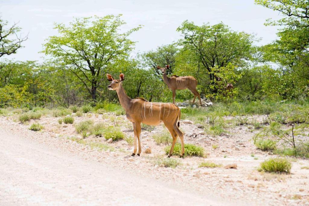 فندق Etosha Safari Camp, Etosha National Park, Namibia أوكاوكويجو المظهر الخارجي الصورة
